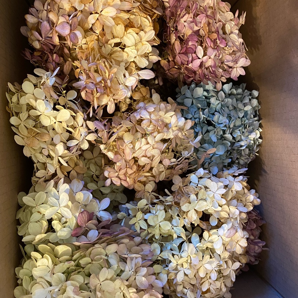 dried hydrangea flowers with stems - Box 3